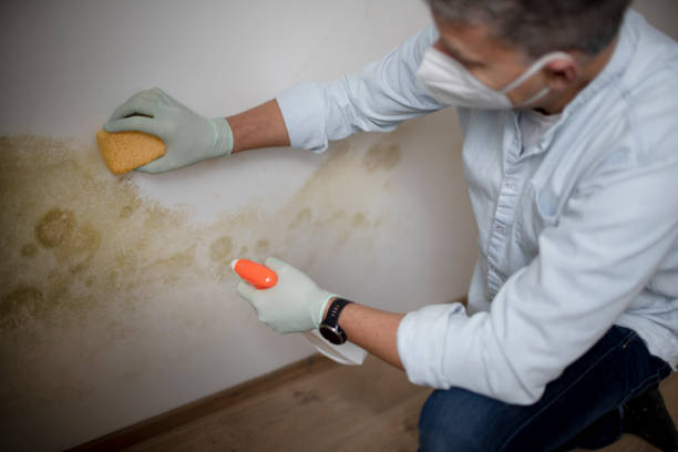 Best Certified Mold Removal  in Kaumakani, HI