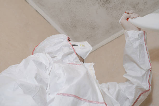 Best Best Mold Removal Companies  in Kaumakani, HI