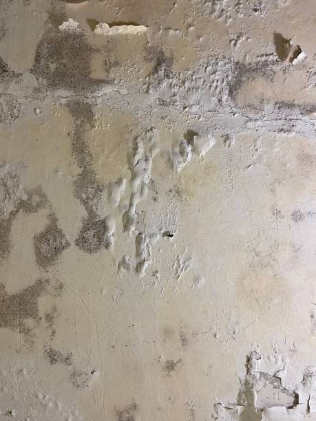 Best Residential Mold Removal  in Kaumakani, HI