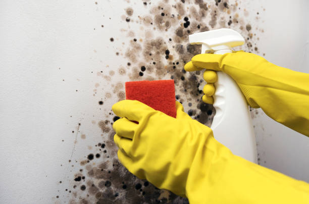 Best Professional Mold Removal  in Kaumakani, HI