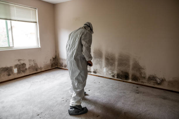 Best Mold Cleaning Services  in Kaumakani, HI