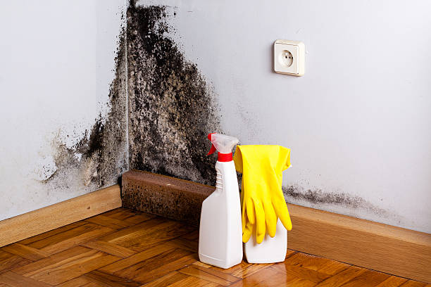 Best Mold Cleaning Services  in Kaumakani, HI